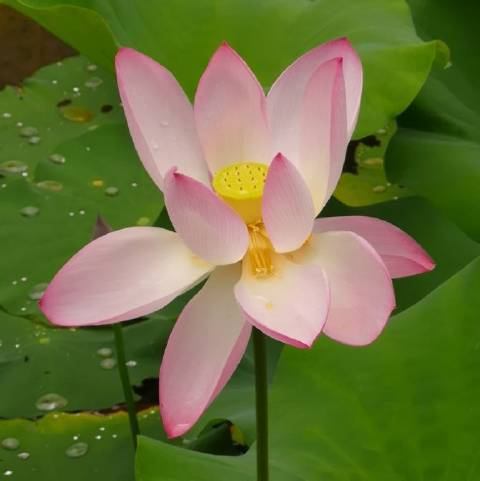 向萍漫说海的蓝