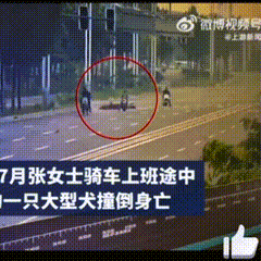 邯郸女子骑车被格力犬撞倒身亡后续！
气的是遛狗不牵绳，一点公德心都没有；
气的是