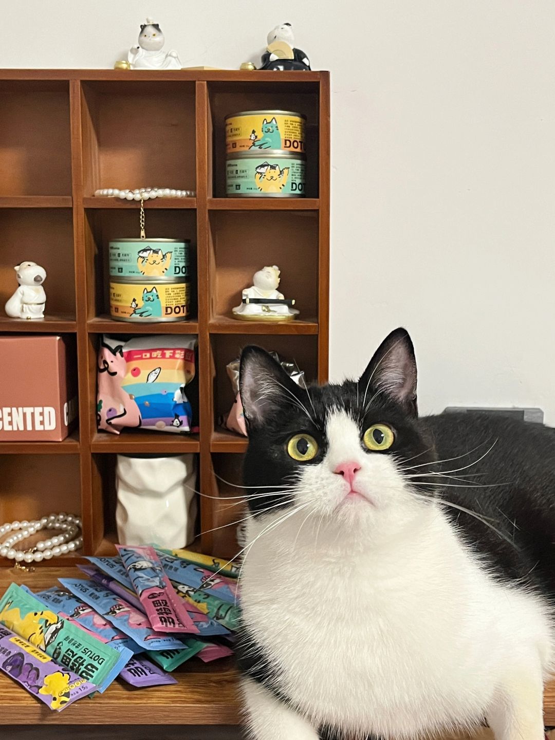 小猫商店～请问需要点什么？