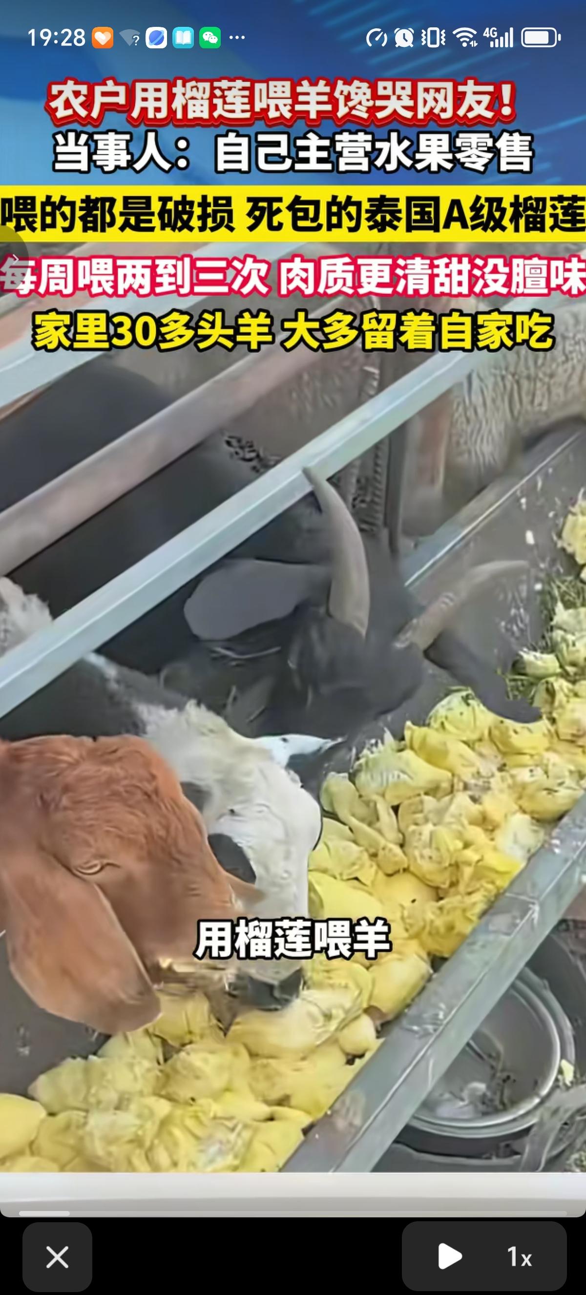 河北邢台的一个农户直接拿榴莲喂自家的羊，不喂饲料，让羊吃榴莲吃到饱。农户是干水果