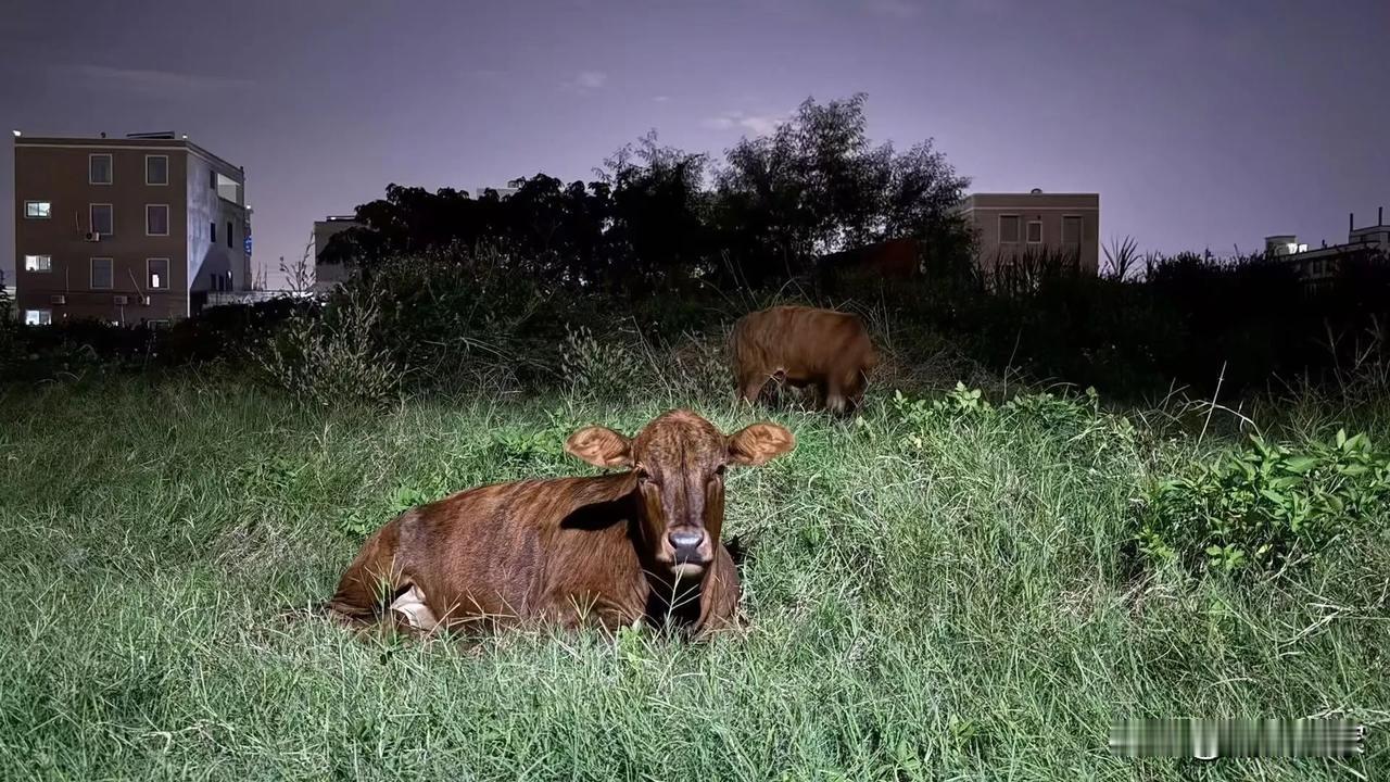 拍一张我的城市美景潮州的农村风景