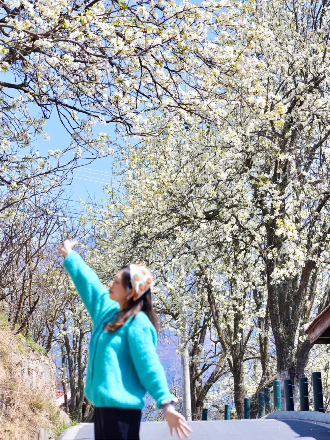 原以为川西春天够美，直到遇见了金川梨花……