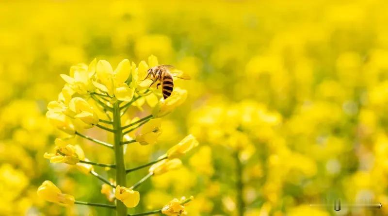 闲步郊原赏菜花，
金黄一片映云霞。
心随蝶舞尘嚣远，
坐看溪流日影斜。
这首绝句