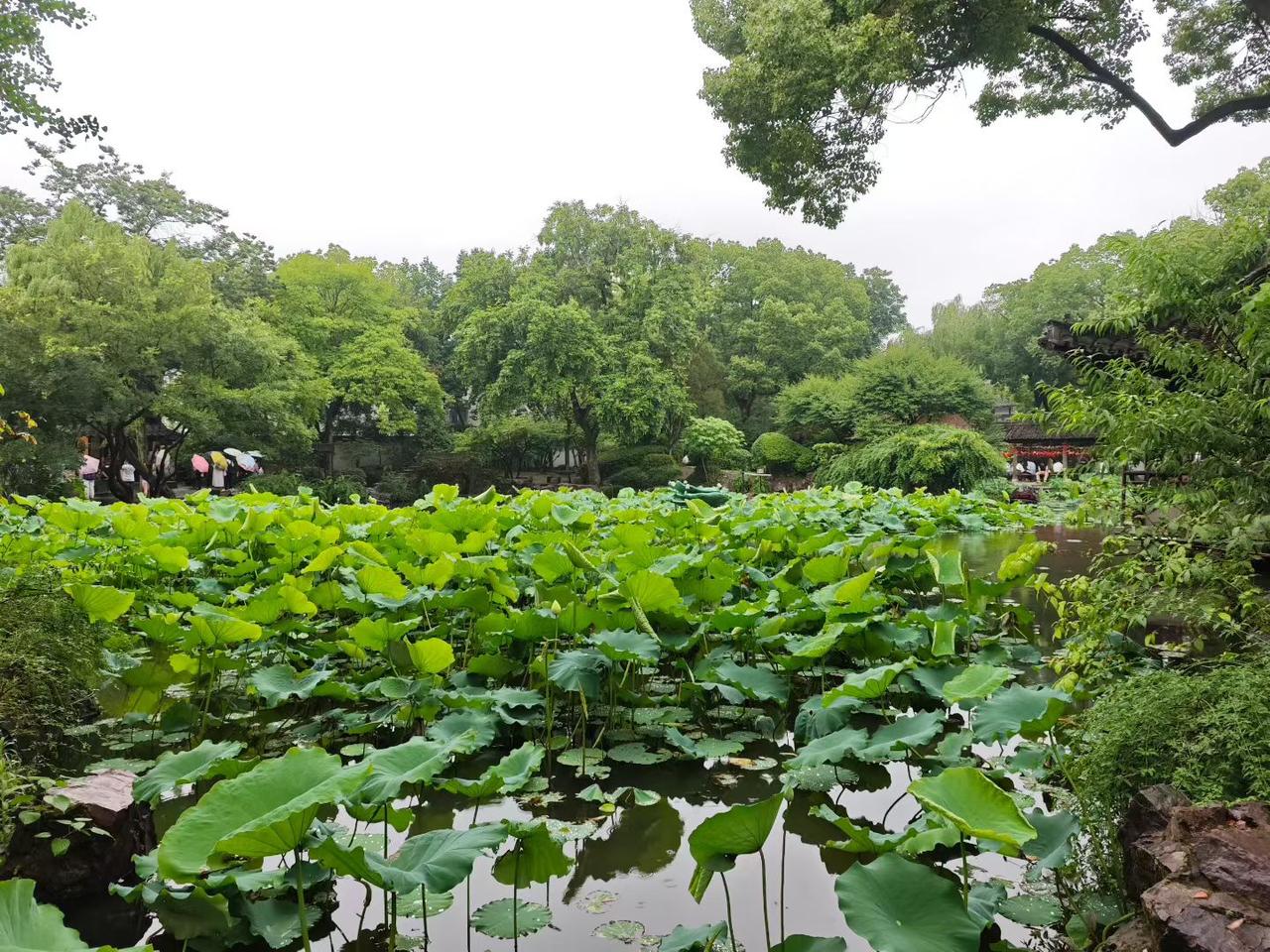 咏荷——《生活浅吟》之八十九
看到荷花，我就忍不住会驻足观赏，记得我在大学时，校
