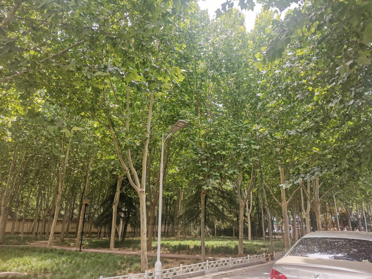 法桐树是不是到了全面替换更新的时候？这种树长的小球球非常污染环境，还迷眼、刺激呼