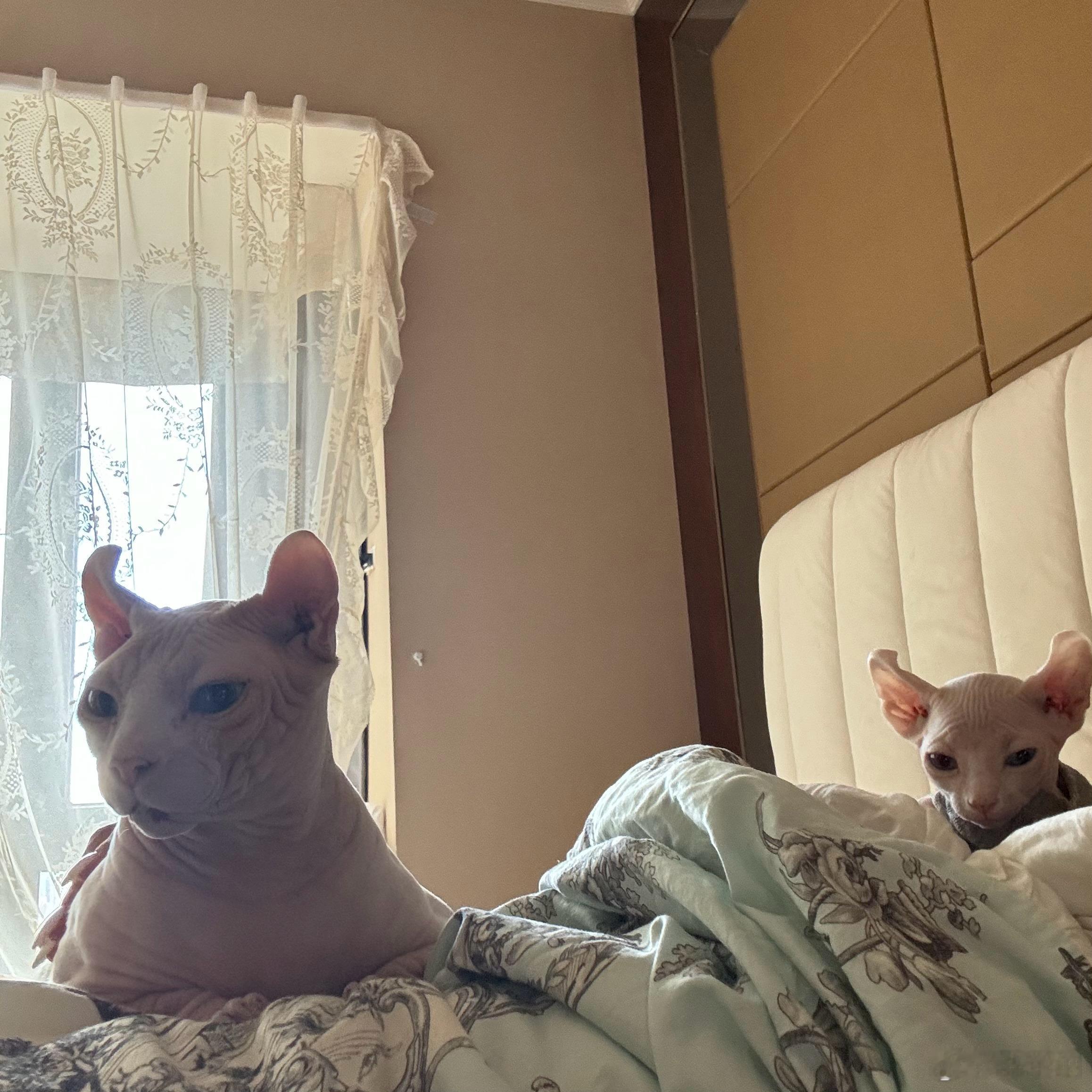 三病患 一个肿瘤一个发烧一个高血压 ​​​
