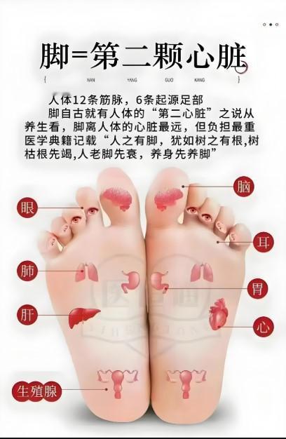 脚为什么是“第二心脏”？

血液循环的“小帮手”
脚离心脏最远，血液回流需要克服