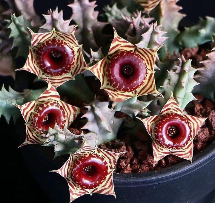 这些植物长得不太正经的样子.... 