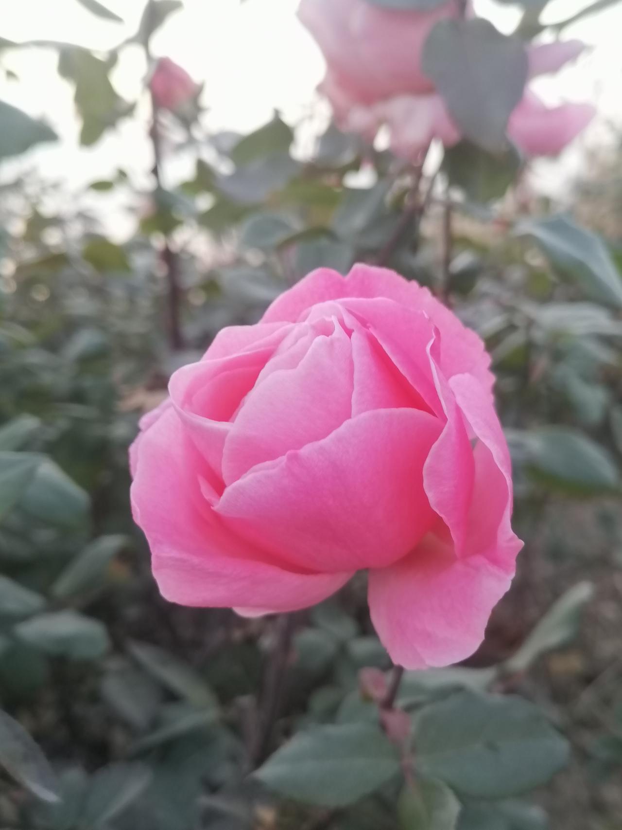 最近心情低落，游览公园排解苦痛。随手拍了几张照片，鲜艳夺目，心情愉悦了许多。