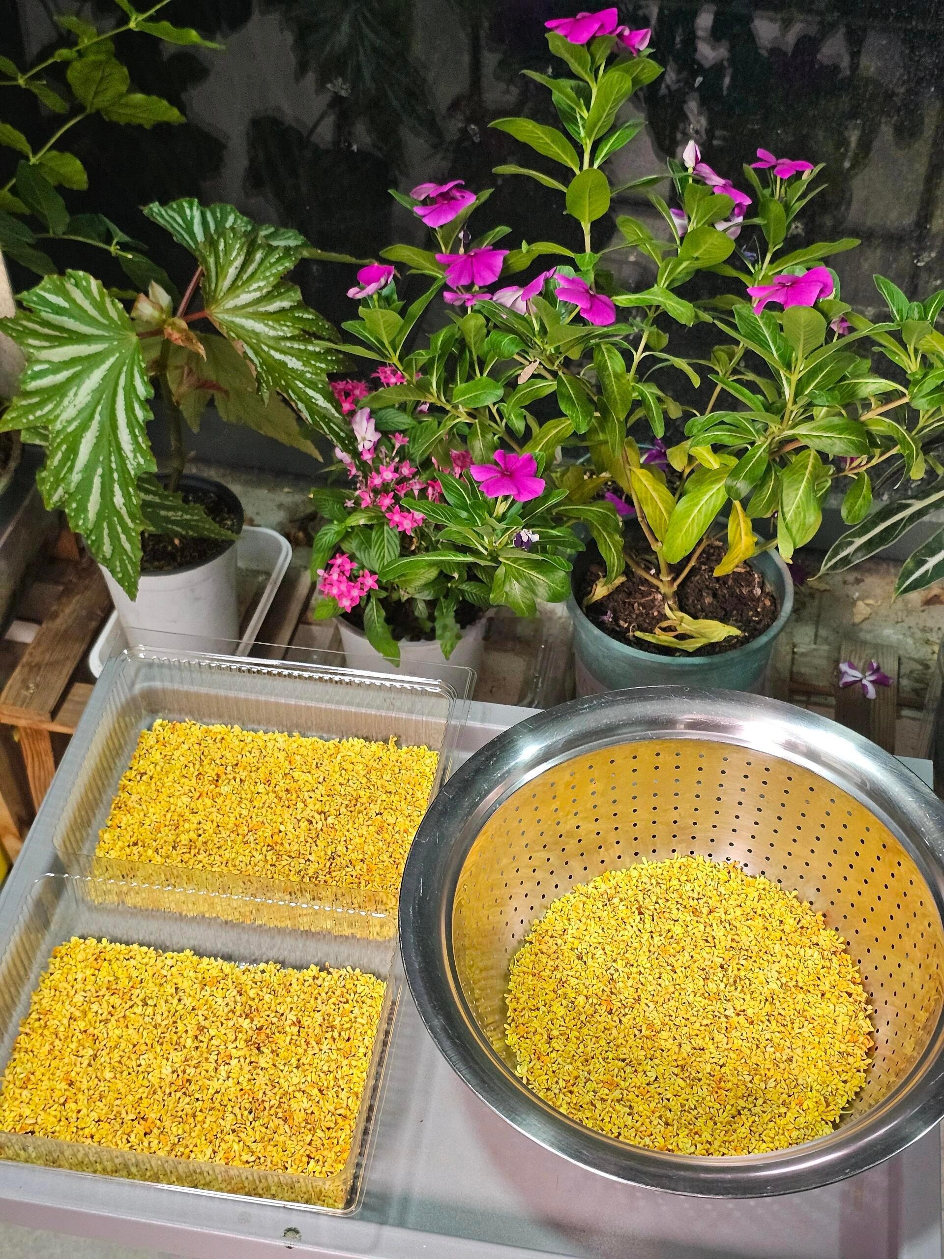 硫磺桂花真是让人大跌眼镜，真是明目张胆地用硫磺熏桂花，没有监管的吗？对于想吃桂花