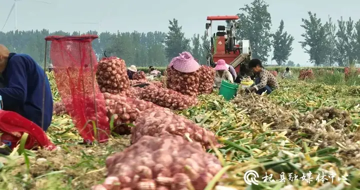 免费抽蒜薹=滞销？官方回应