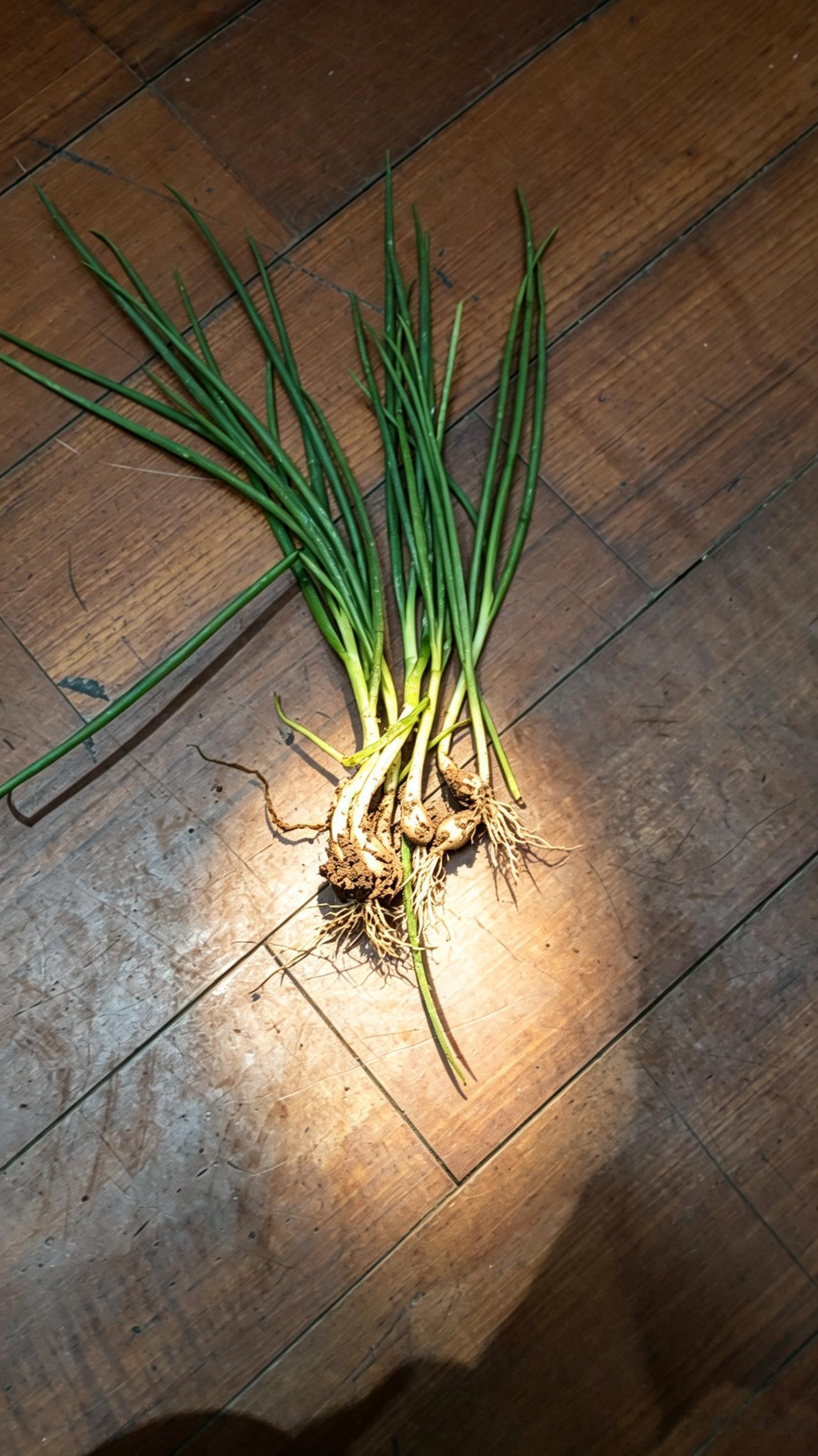 看着这把新鲜的小葱，确实让人心情愉悦！既有对家乡味道的怀念，又有在城市里捕捉到小