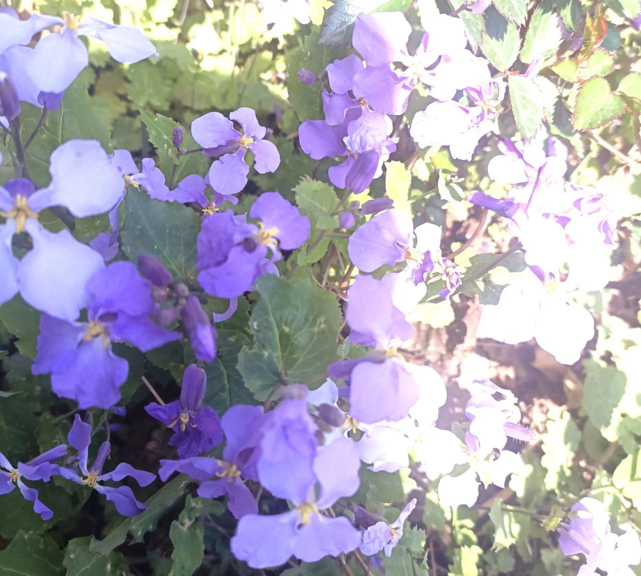 老叔头拍摄的花，和朋友们一起分享！