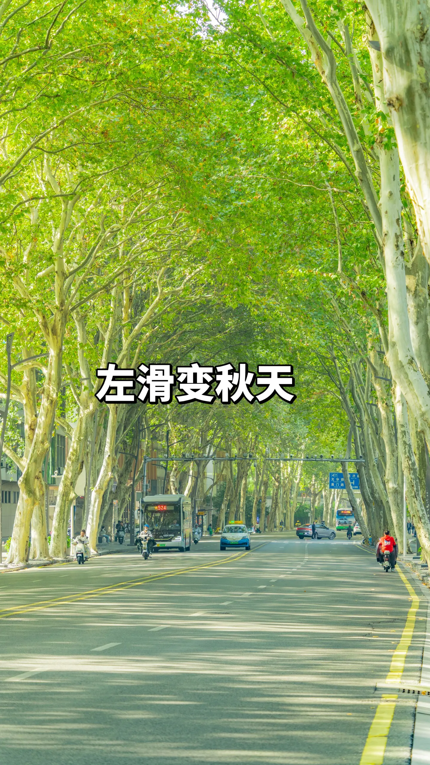 喜欢夏天还是秋天？。夏天梧桐树叶子非常葱郁，呈深绿色，且生长旺盛，能为...