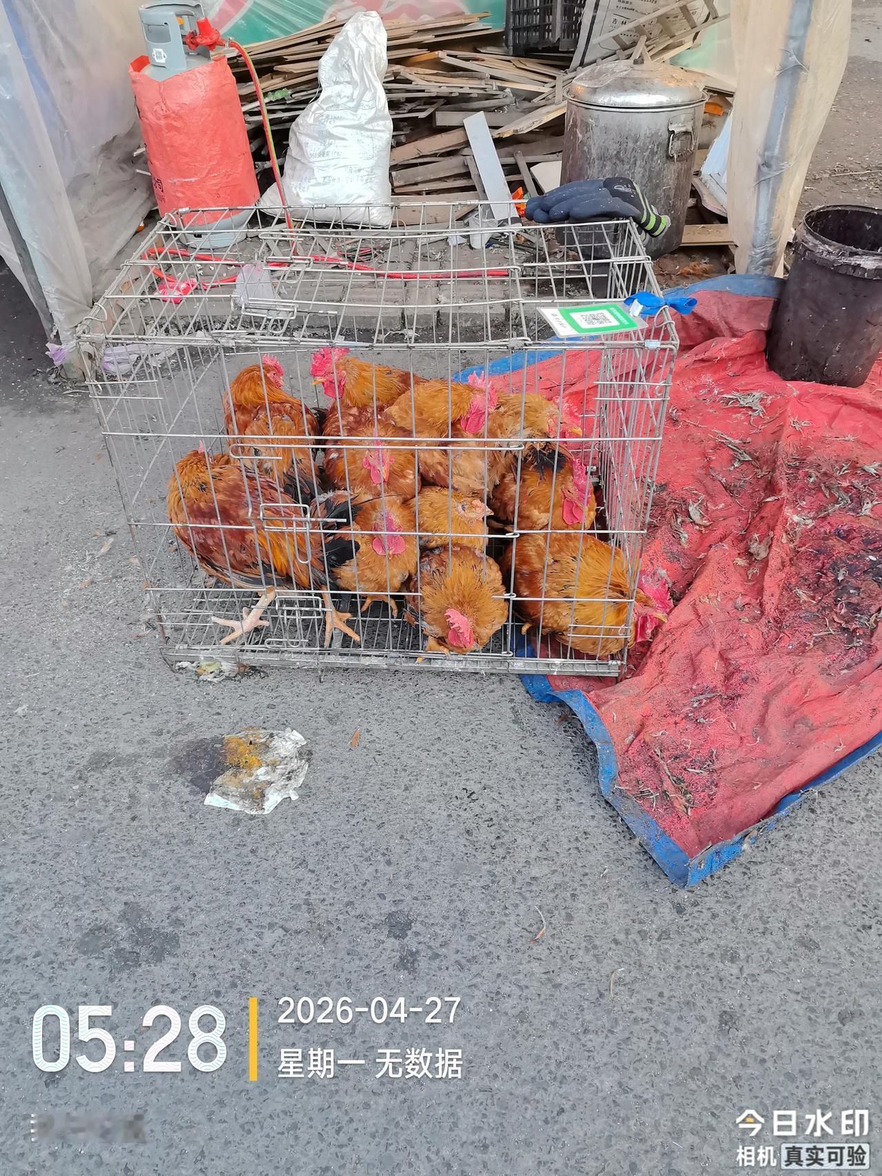 2026年4月27日，终于知道了纯笨鸡是什么样子的了？终于知道了为什么市场上所谓