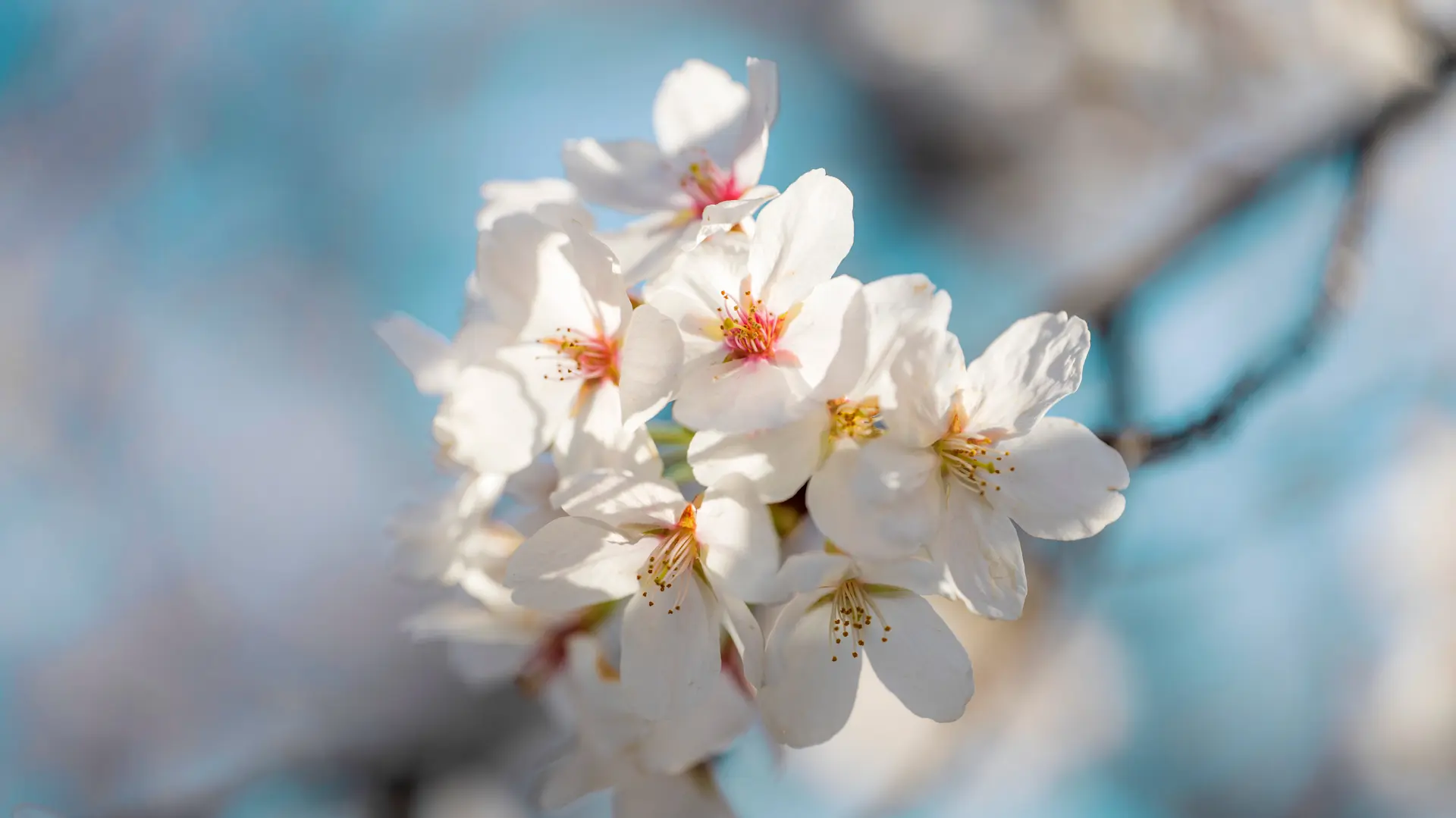樱花飘落的速度是每秒五厘米。