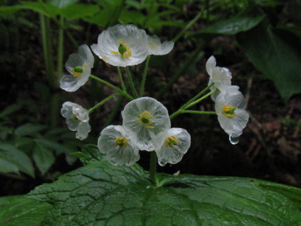 雨后花瓣会透明的山荷花❀ 