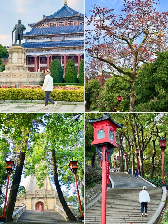 先生，您看，后面那颗木棉花王又开了🌺