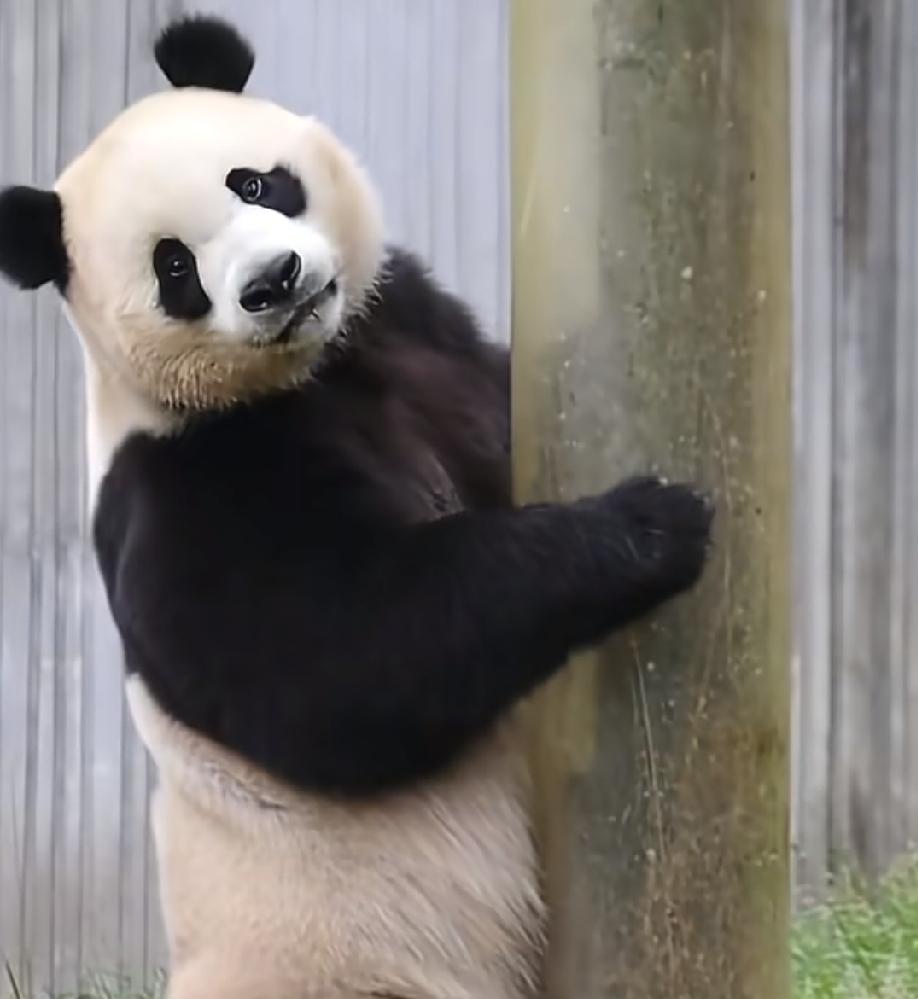 雄猫图片