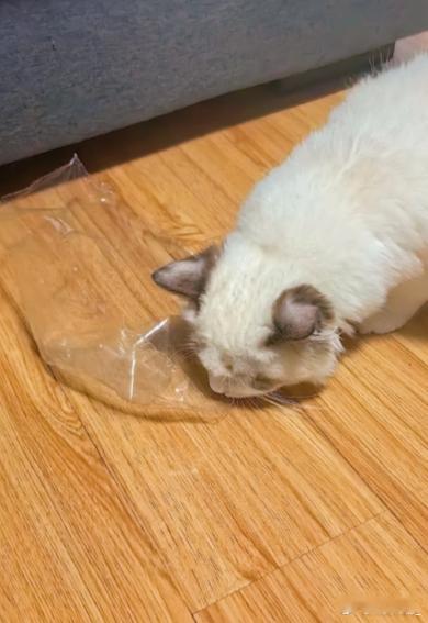 允许小猫有自己的小爱好 吃塑料...到底是谁家的小猫不爱吃塑料 