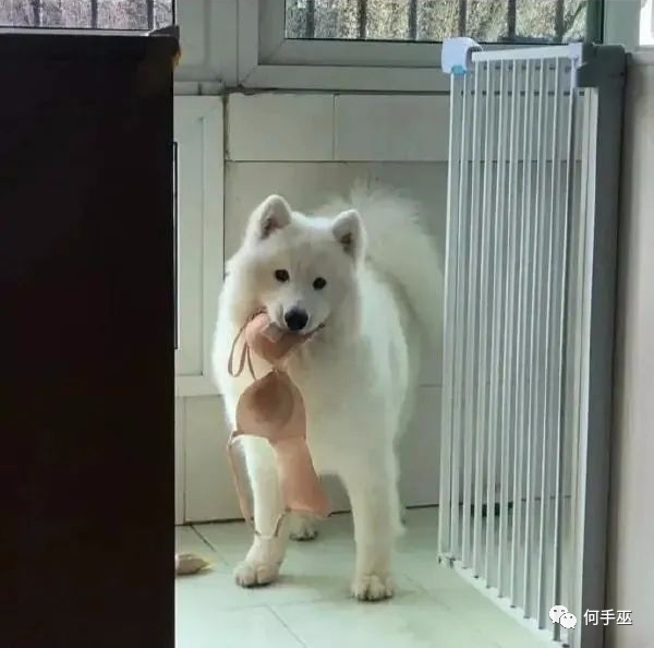 回家后看到这一幕，终于知道我内衣不见的原因了…是我给它自由过了火？ 