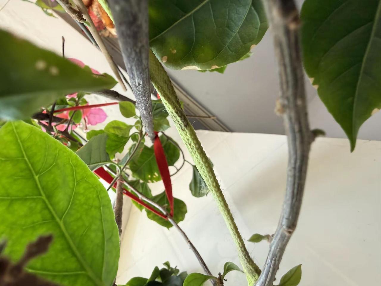 养花的我太难了 谁知道这是什么 记录家乡美景 家乡