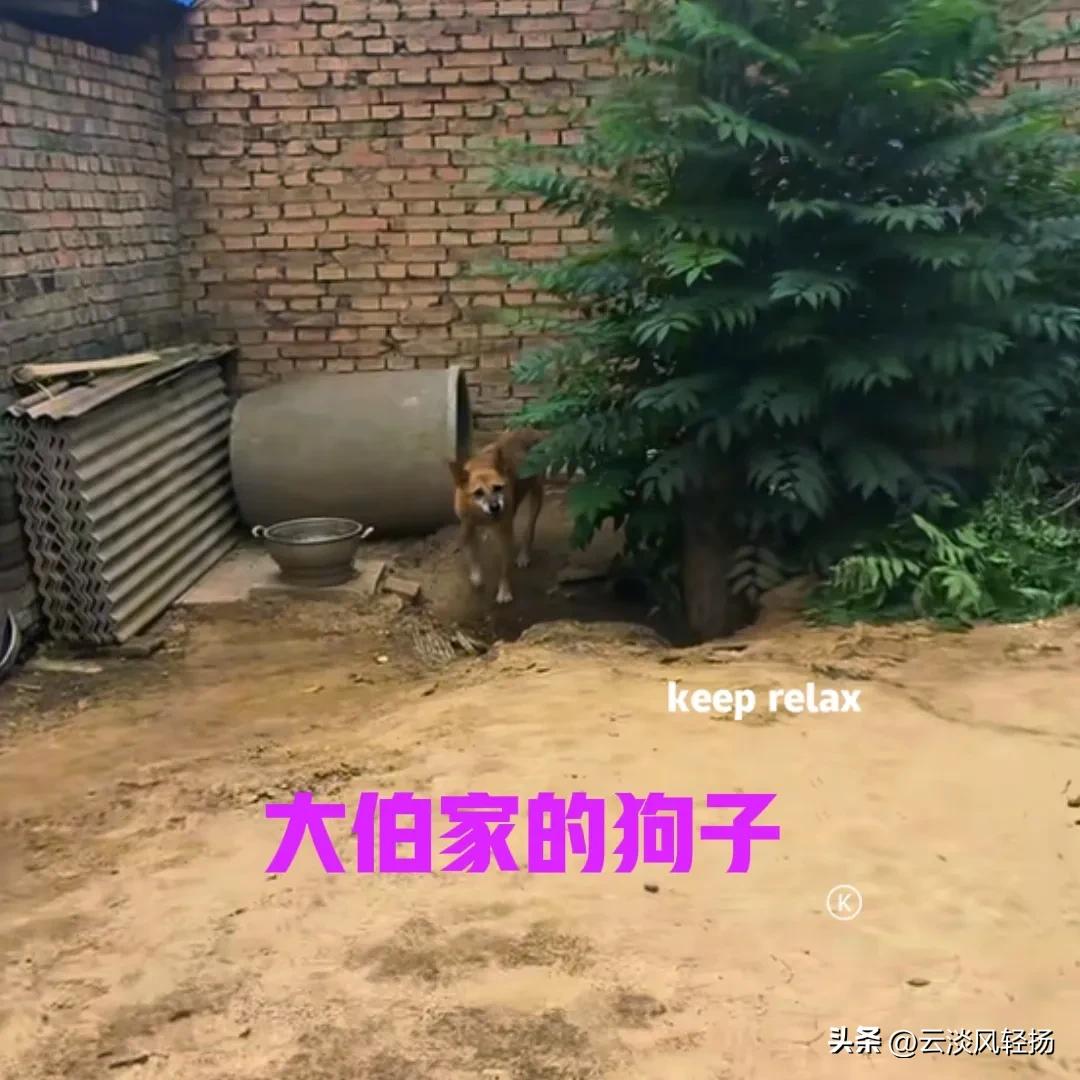 大伯家养了一只土狗，细算一下，狗子都已经十九岁了。大伯是我老爸隔房的堂哥，年轻时