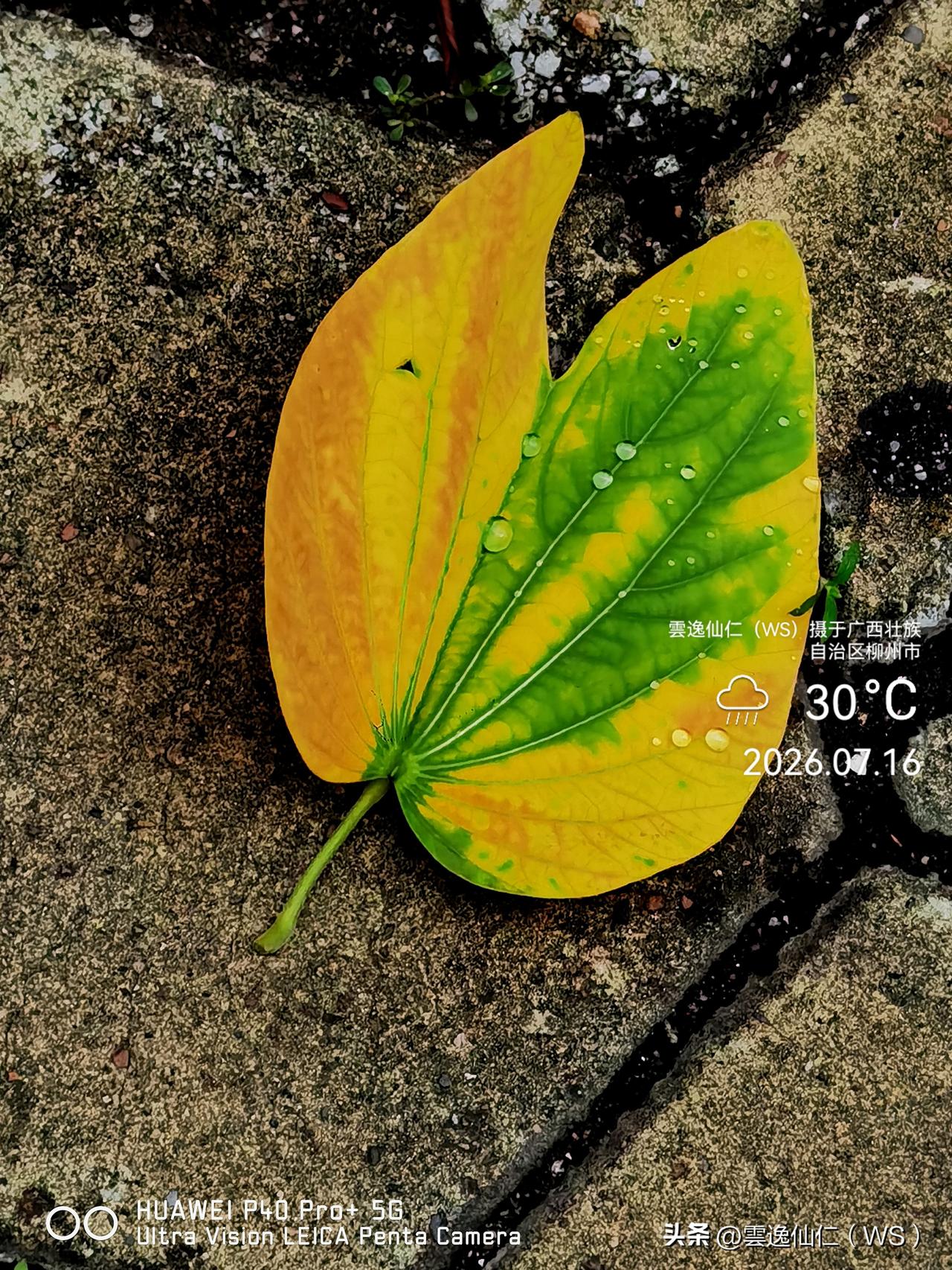 月居生活记录（10269）广西壮族自治区柳州市（307）花儿随拍30：双色叶、神
