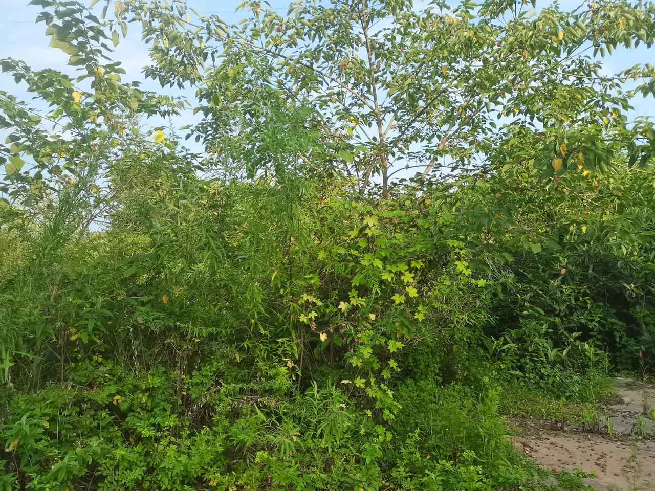 上联：江山不老。诚邀下联？岁月长青