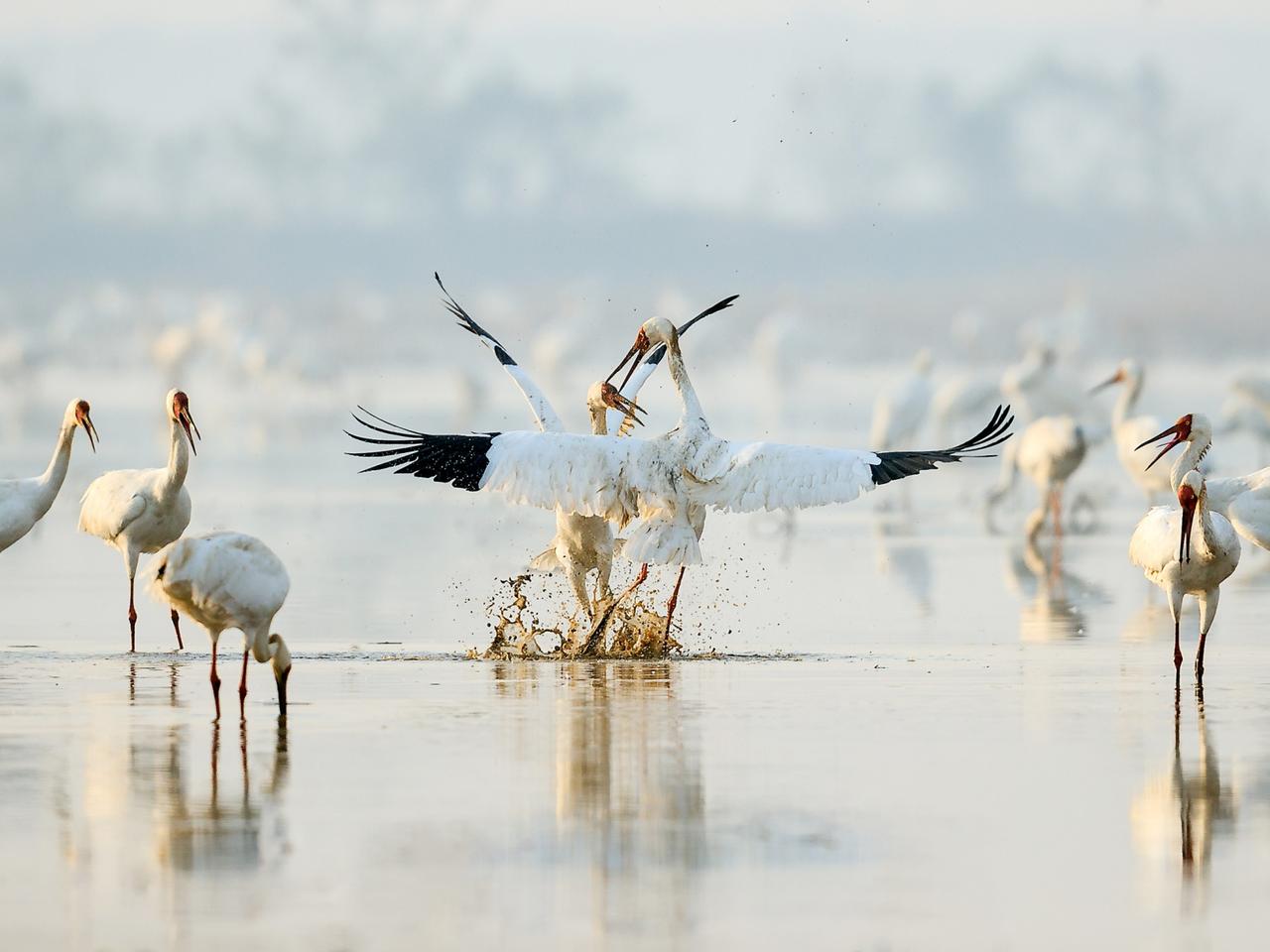 婚姻就像一场独特的冒险，有人如饮甘露，甜蜜美满似松柏长伴；有人却如嚼苦渣，甘蔗到