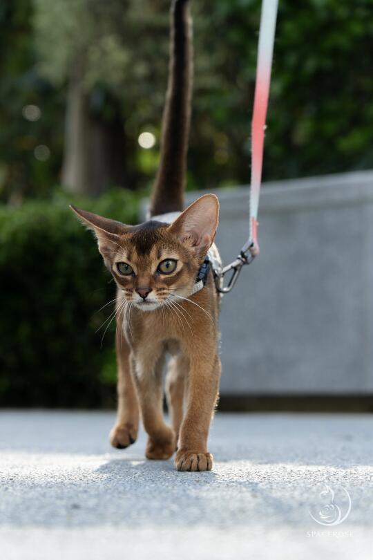 奶凶小阿比霸气出街