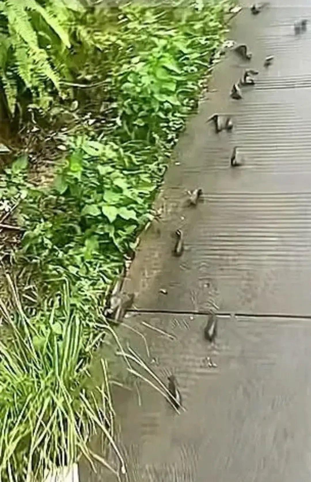 暴雨后大量鱼儿在水泥路上跳跃赶路网友还懂得靠右行驶 ​​​