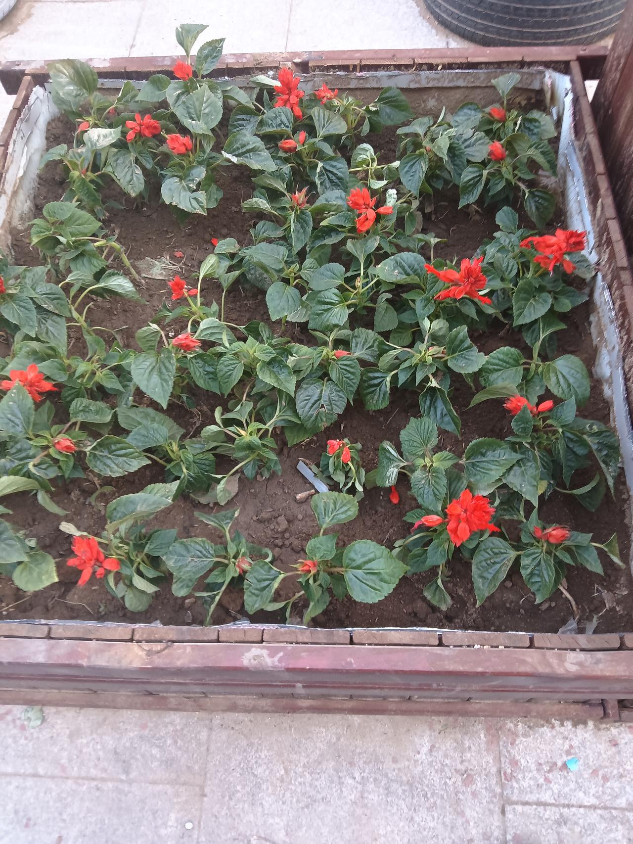 生机勃勃的红色花朵，点缀在绿意盎然的叶间，美不胜收！🌸🌿