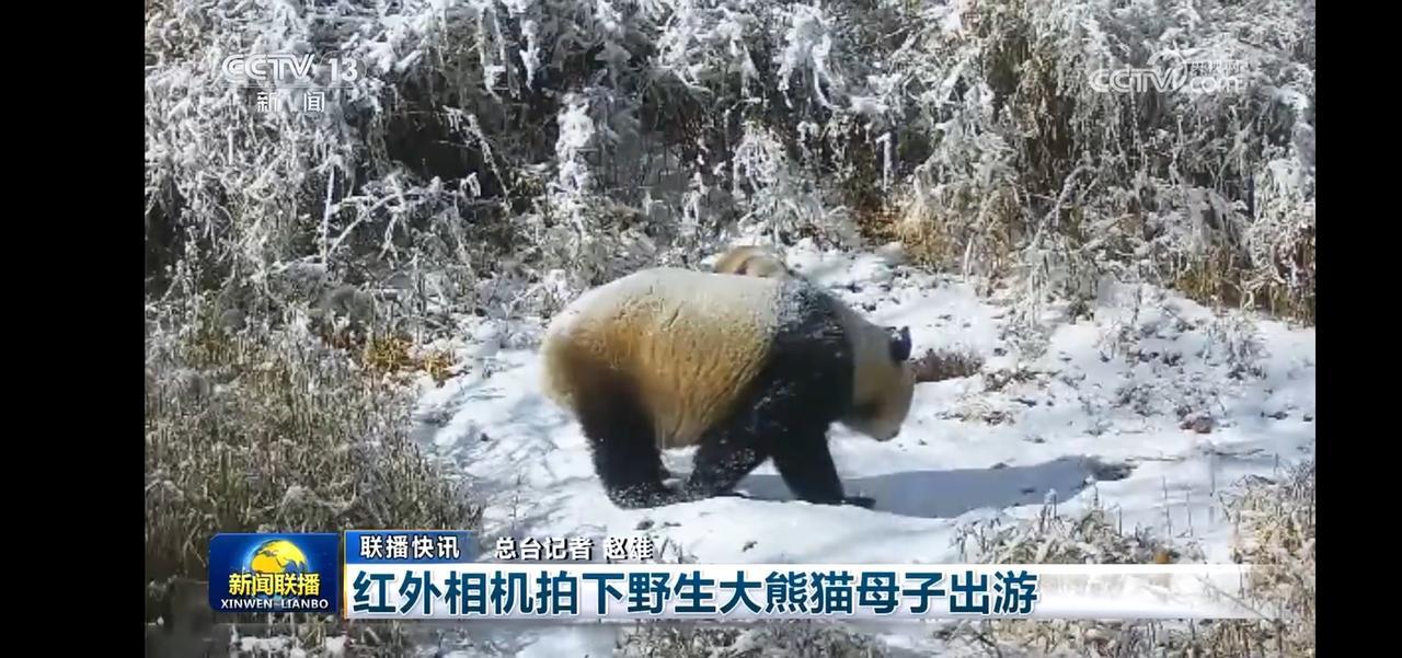“大熊猫雪地漫步，可爱萌态尽显！”🐼