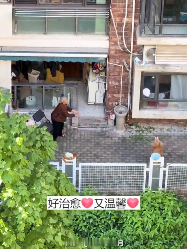 狗狗陪奶奶玩气球，一旁还有小猫默默注视。网友：这一刻幸福具象化了。
来源：Tim