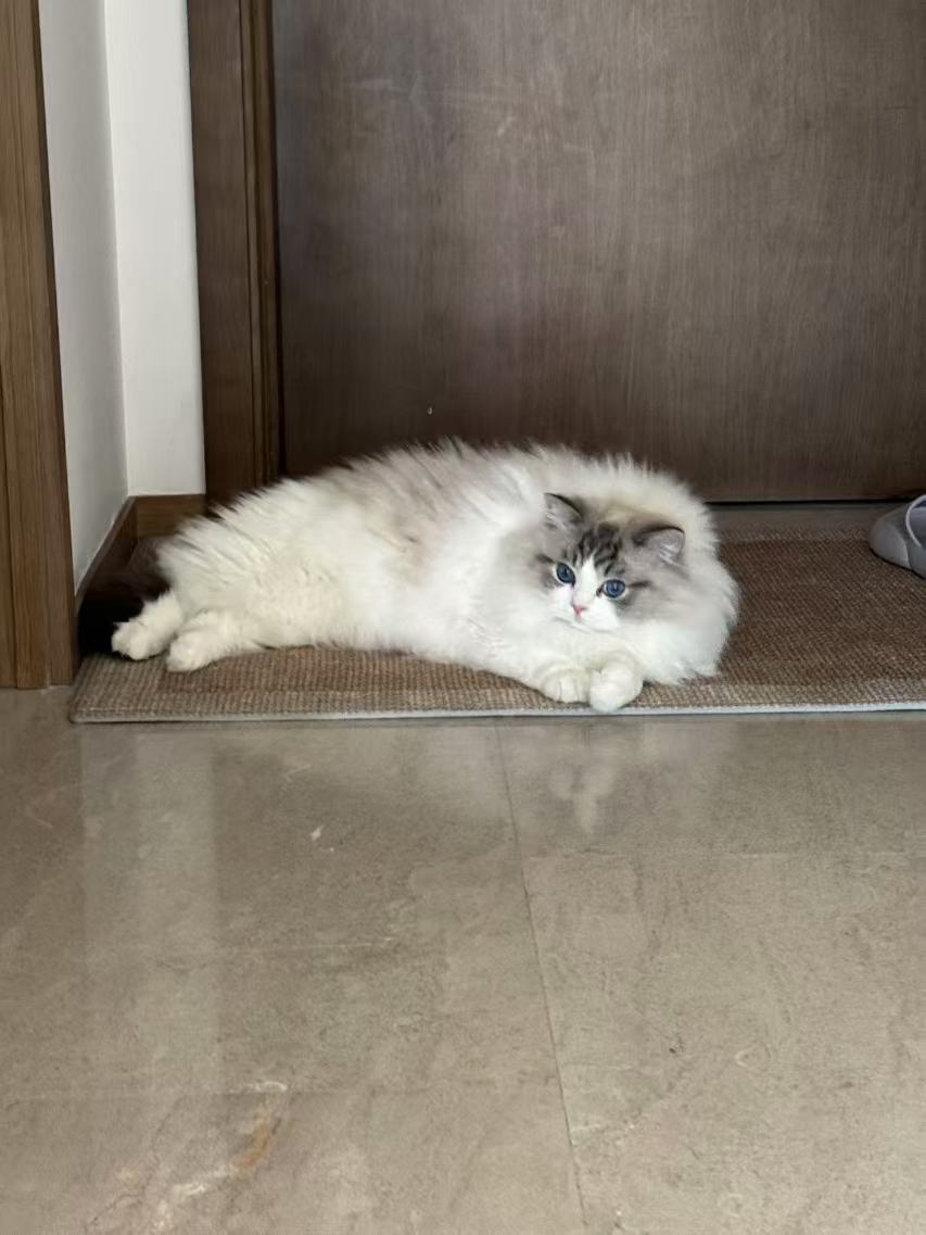 偷感小猪和茶美人（家长） 