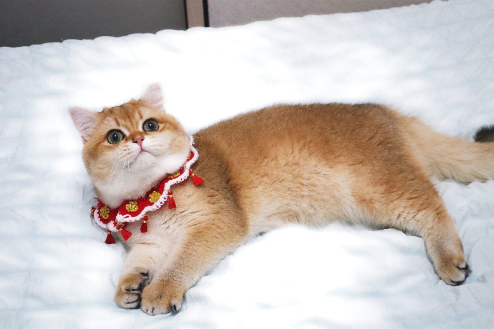 萌萌萌[奶牛猫] ​​​