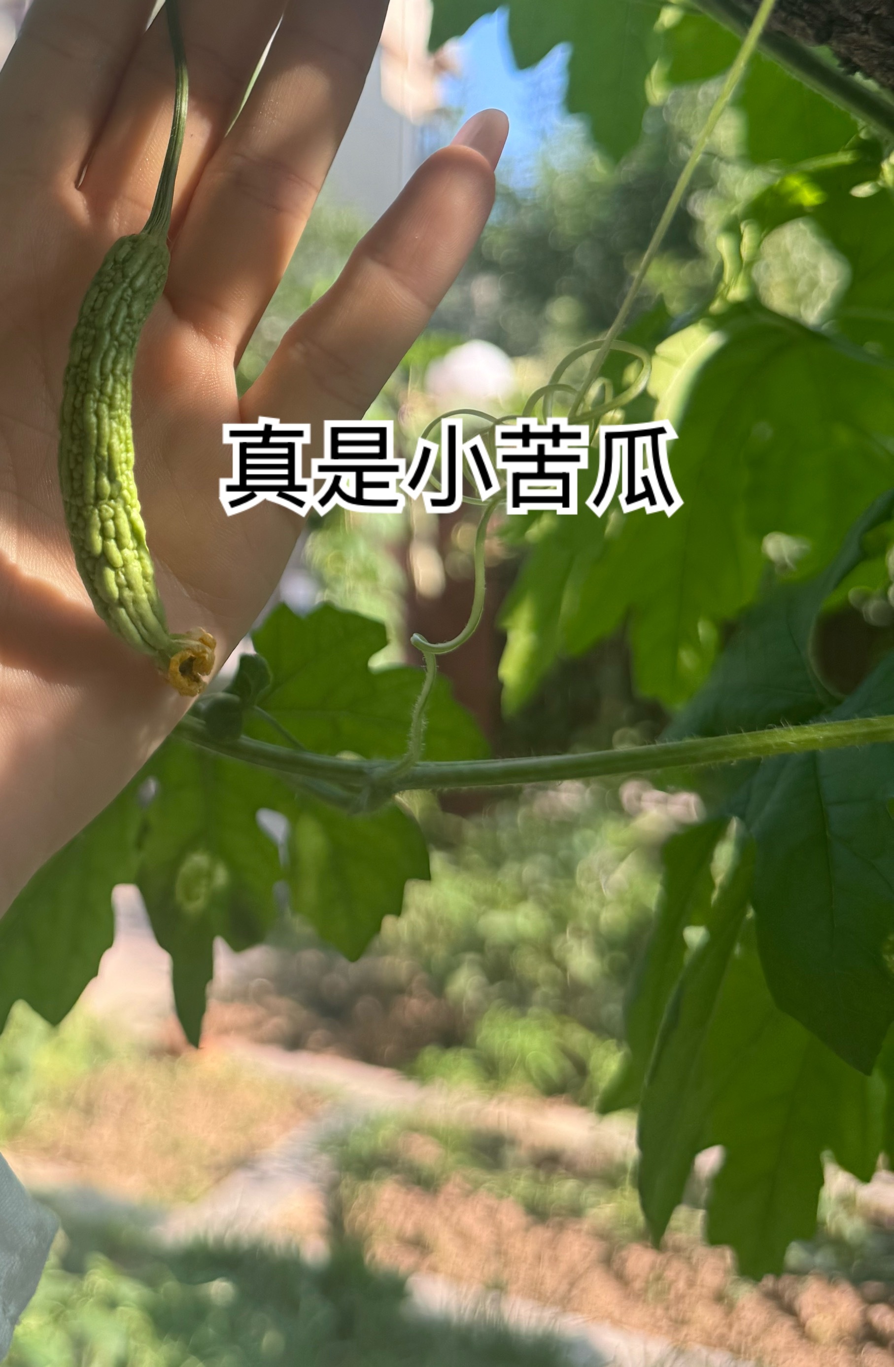 回家专属bgm🎵老嗷！农ongong民～～～！碧莲的流水账日记