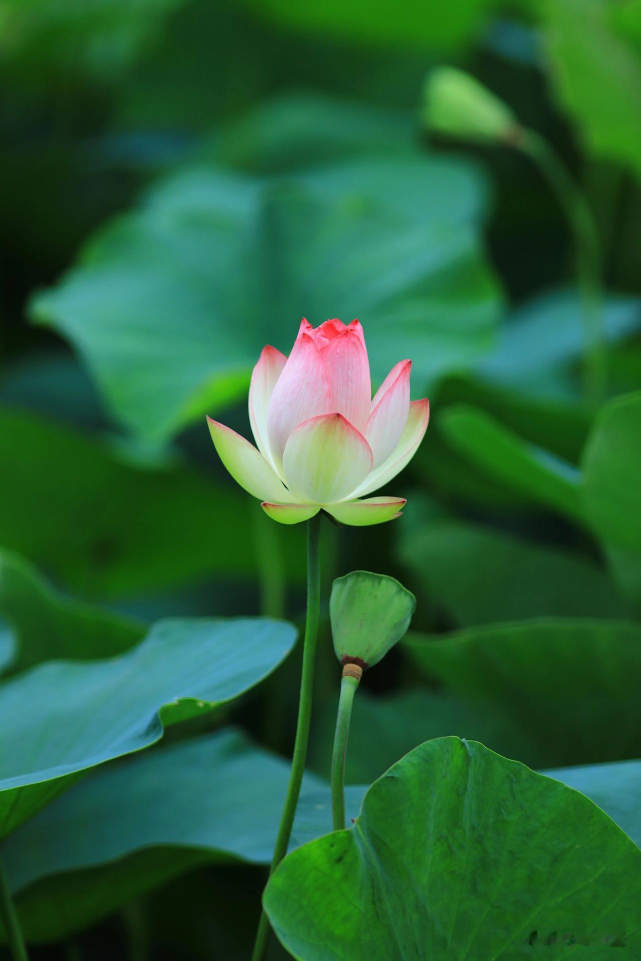 谁知道这朵荷花是什么品种？
真的很美呀！
这个花色如同点绛唇一样，白里透红。
再