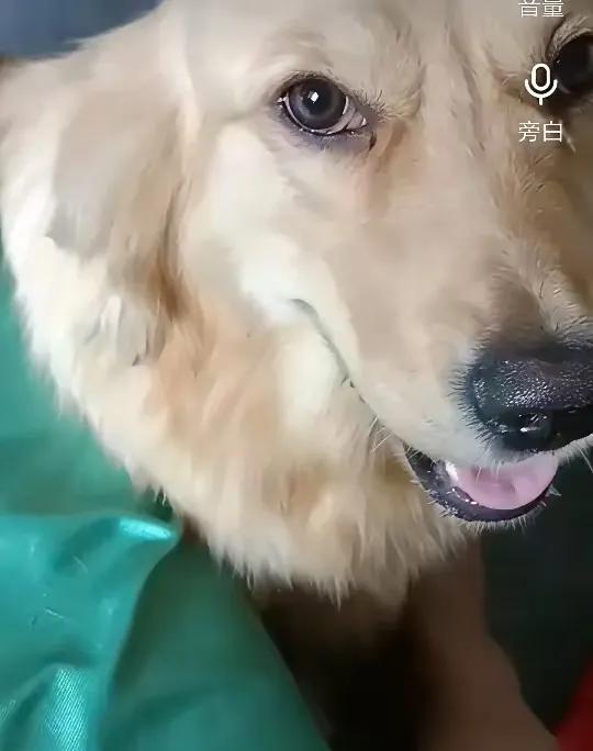 看网络上很多为金毛李墩墩发声的视频，这个事件里店主人和死去的狗都是无辜的，唯一需