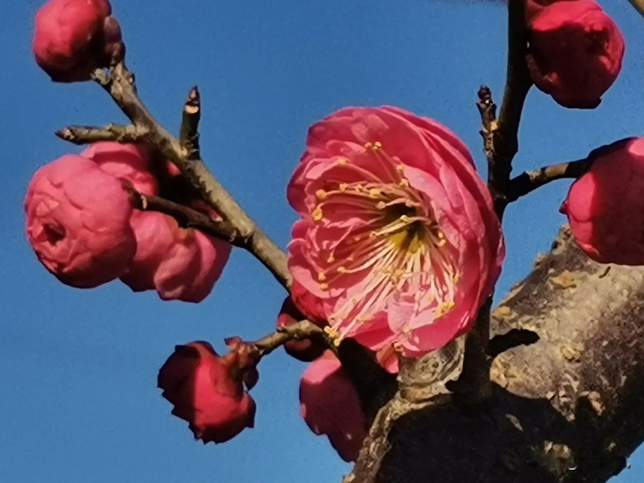 春节了，梅花盛开了，梅花喜迎新春