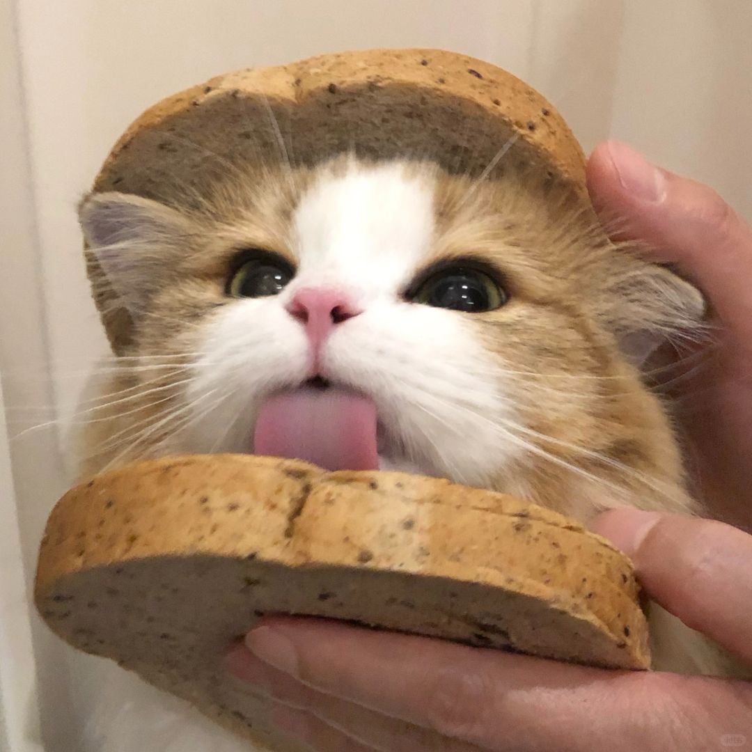 糯叽叽的小猫吐司头像🍞