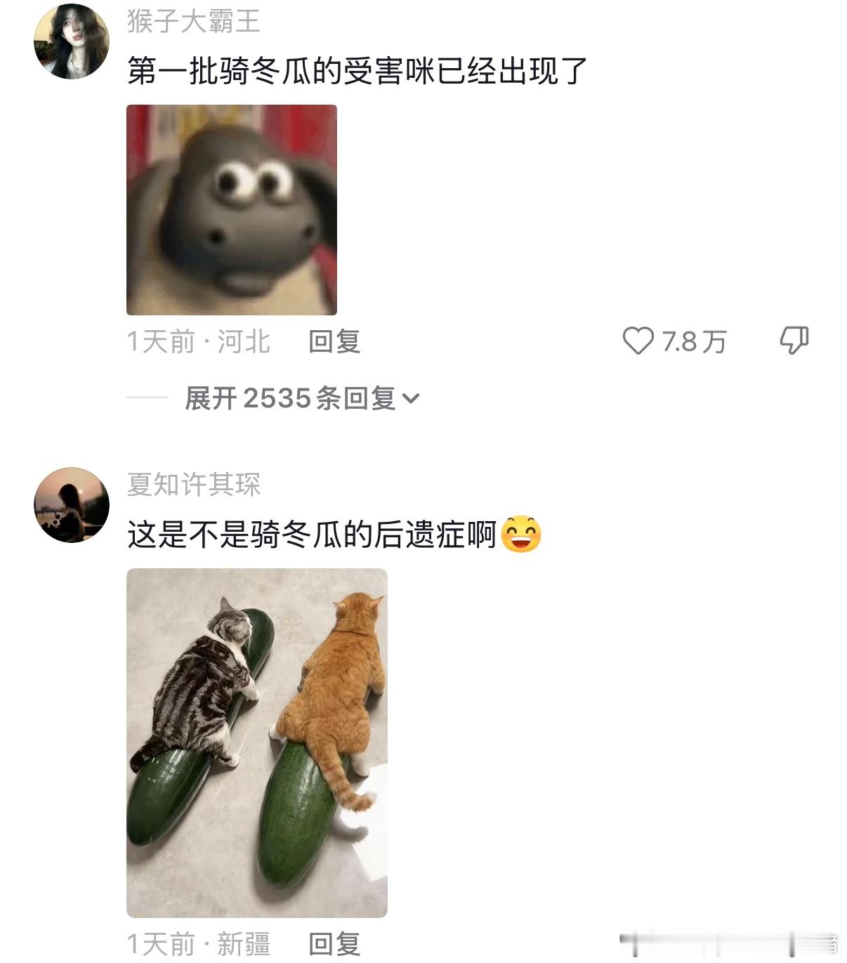 第一批抱冬瓜的受害咪出现了夏天到了很多人都给小猫安排上大冬瓜降温，冬瓜虽好但不能
