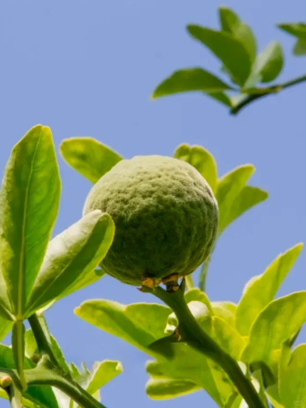 家里有小孩的别再用薰衣草啦🥹