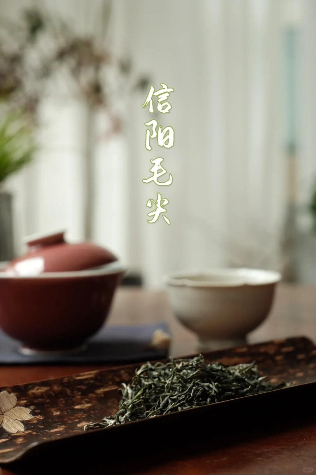 哪种信阳毛尖你爱喝？绿茶 爱生活爱喝茶