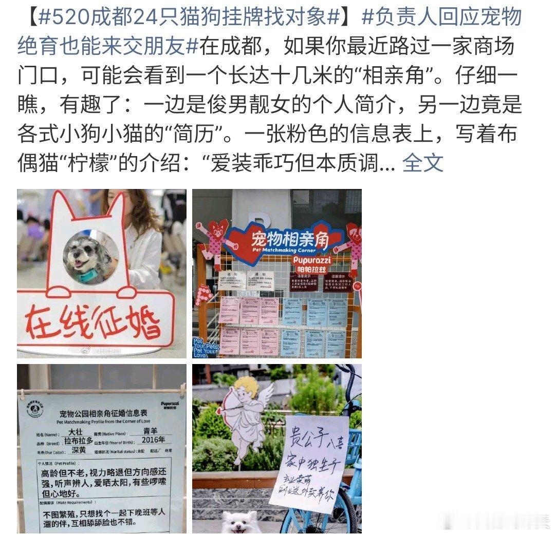520成都24只猫狗挂牌找对象520成都24只猫狗挂牌找对象，难怪某些养狗人士喊