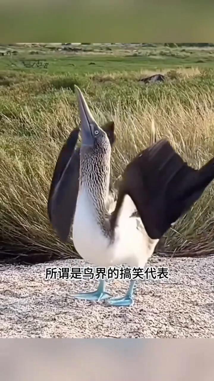 自带蓝拖鞋的呆萌海鸟。
这只脚踩蓝色拖鞋的萌趣小鸟名叫蓝脚鲣鸟，妥妥的鸟界显眼包