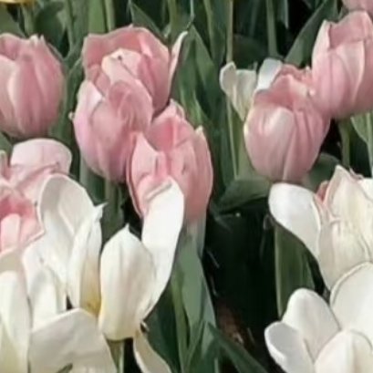 ‎种植 🌷种植郁金香的方法：1、土壤选择持水性和通透性强的土壤，以利于后期根系