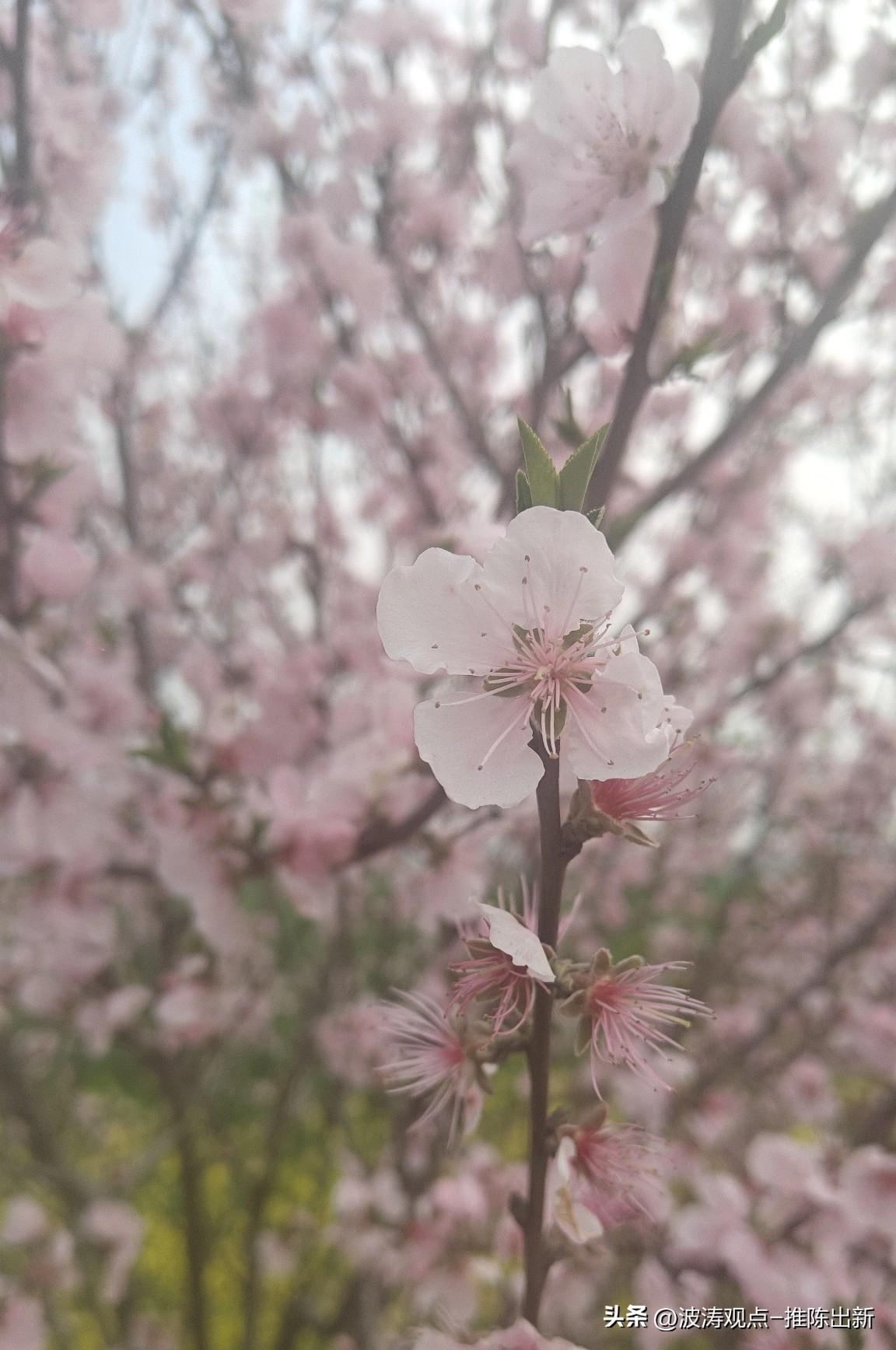 桃花依旧，亲人难寻！
 
三月的桃花开得正盛，粉白的花瓣缀满枝头，风一吹便簌簌落