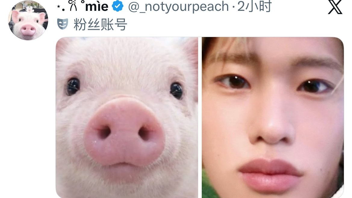 🐽 
